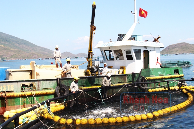 Thu hoạch cá chim vây vàng tại trang trại của Trung tâm Nuôi biển công nghệ cao, Viện Nghiên cứu Nuôi trồng thủy sản I trên vịnh Vân Phong.