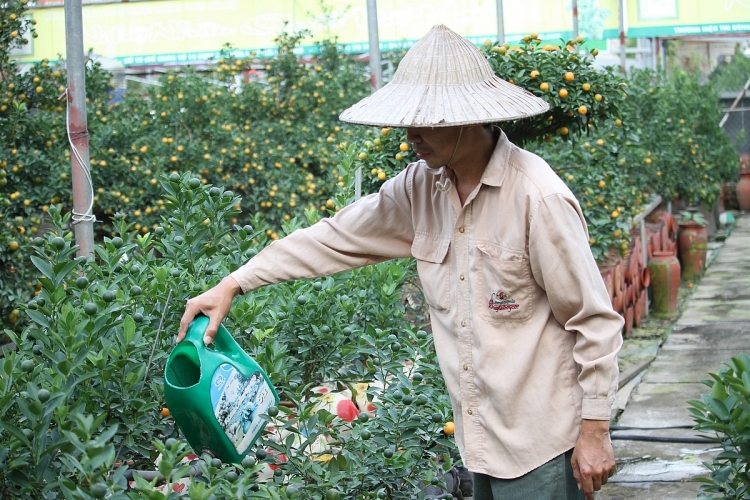 Quất bonsai trồng trong heo đất hút khách dịp Tết Kỷ Hợi quat bonsai trong trong heo dat hut khach dip tet ky hoi