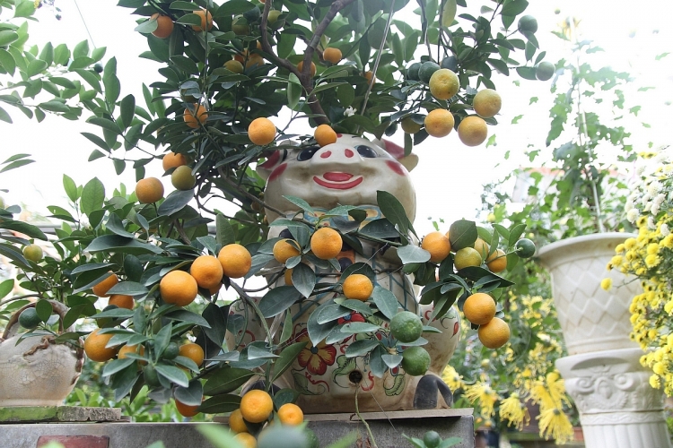 Quất bonsai trồng trong heo đất hút khách dịp Tết Kỷ Hợi quat bonsai trong trong heo dat hut khach dip tet ky hoi