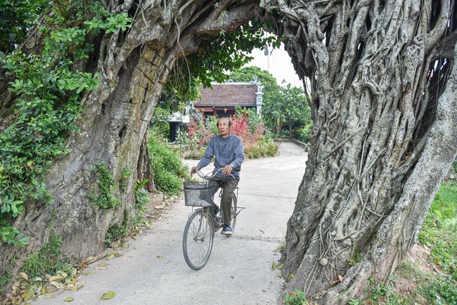 Cây đa 500 tuổi có bộ rễ khủng tạo thành cổng làng 