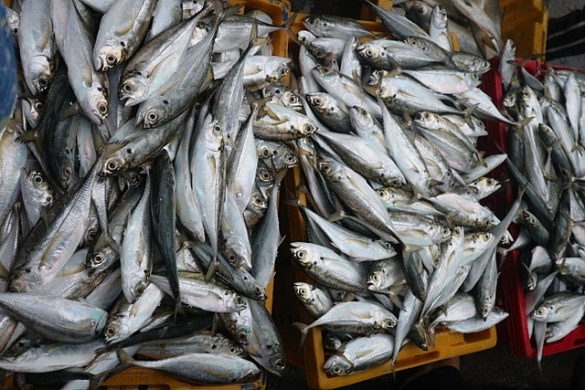 Vươn khơi ngày Rằm tháng Giêng, ngư dân trúng lộc biển vuon khoi ngay ram thang gieng ngu dan trung loc bien