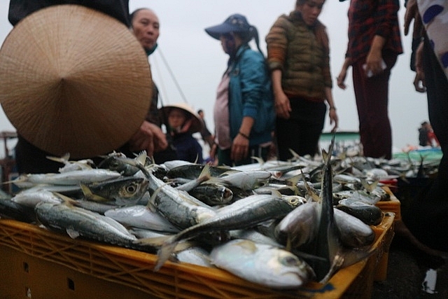 Vươn khơi ngày Rằm tháng Giêng, ngư dân trúng lộc biển vuon khoi ngay ram thang gieng ngu dan trung loc bien
