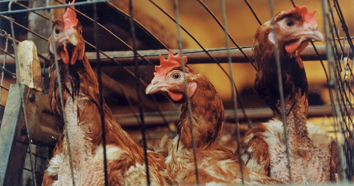 WHO, FAO khuyến cáo Việt Nam cảnh giác cúm H5N8 lây từ gia cầm sang người