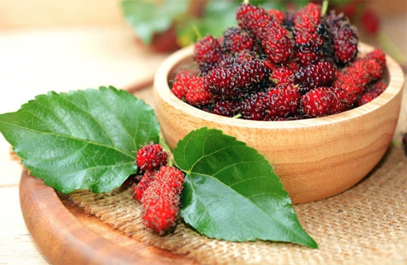 Bất ngờ với lợi ích của quả dâu tằm, phòng chống cả ung thư