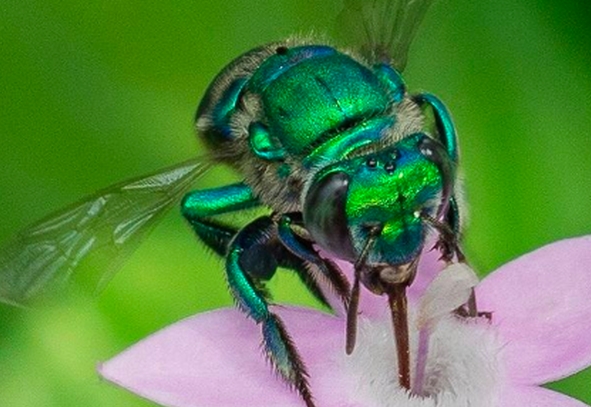 Phát hiện loài ong đẹp như kim loại quý, tạo nước hoa thay cho mật