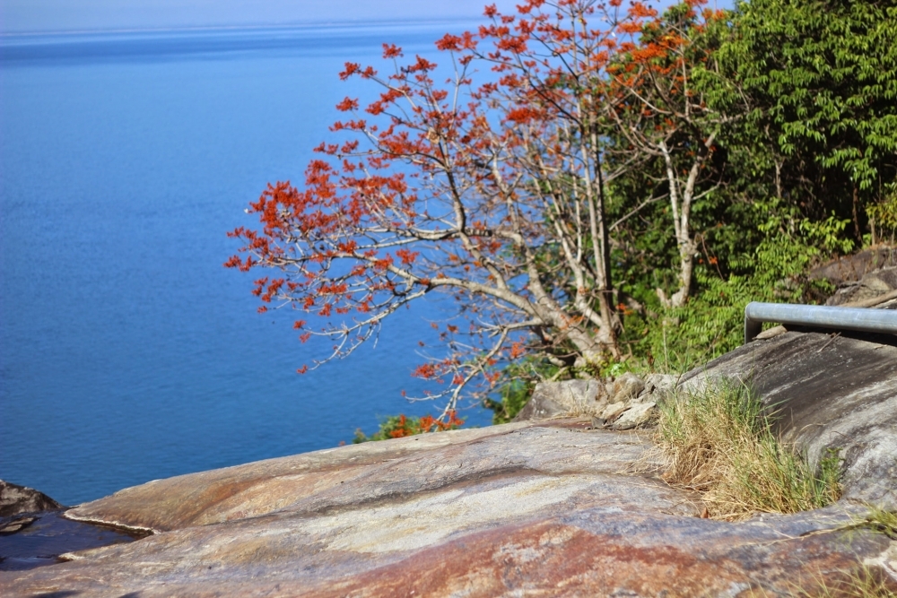 Ngô Đồng đỏ ở xứ cù lao Ngô Đồng đỏ ở xứ cù lao