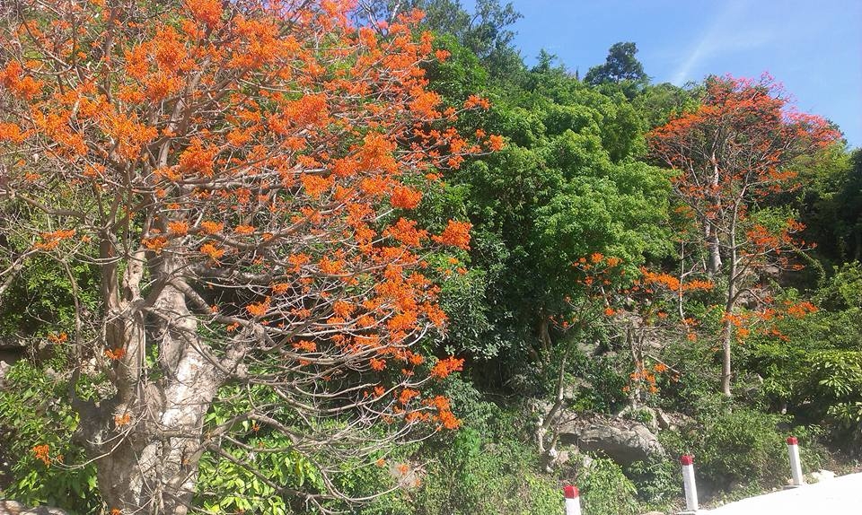 Ngô Đồng đỏ ở xứ cù lao Ngô Đồng đỏ ở xứ cù lao