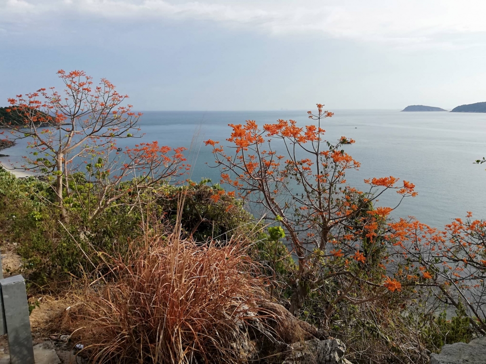 Ngô Đồng đỏ ở xứ cù lao Ngô Đồng đỏ ở xứ cù lao