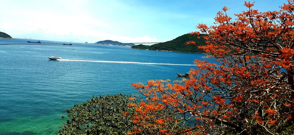 Ngô Đồng đỏ ở xứ cù lao Ngô Đồng đỏ ở xứ cù lao