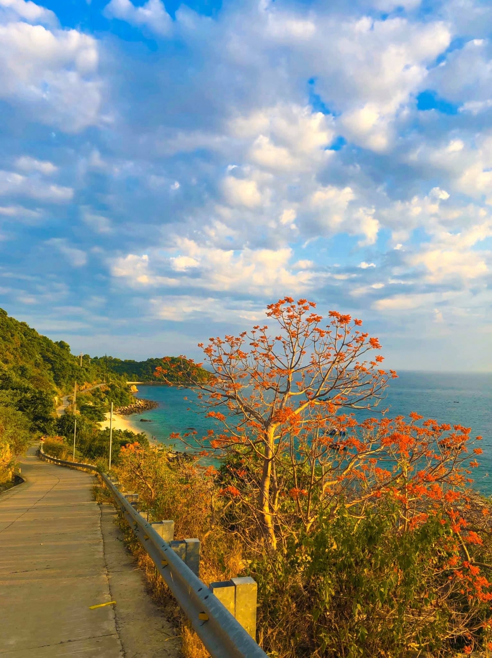 Ngô Đồng đỏ ở xứ cù lao Ngô Đồng đỏ ở xứ cù lao