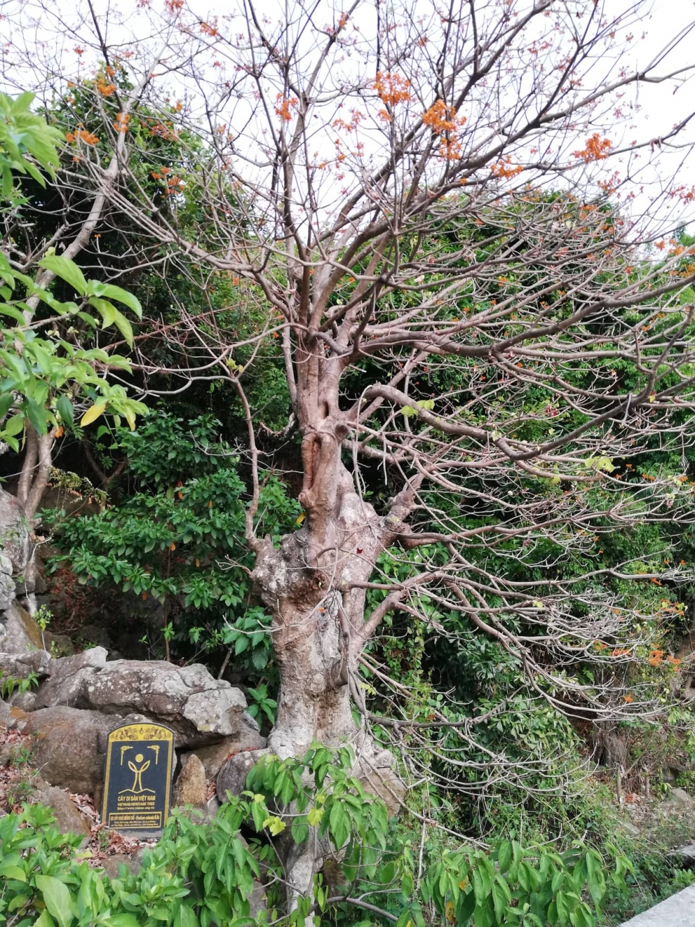 Ngô Đồng đỏ ở xứ cù lao Ngô Đồng đỏ ở xứ cù lao