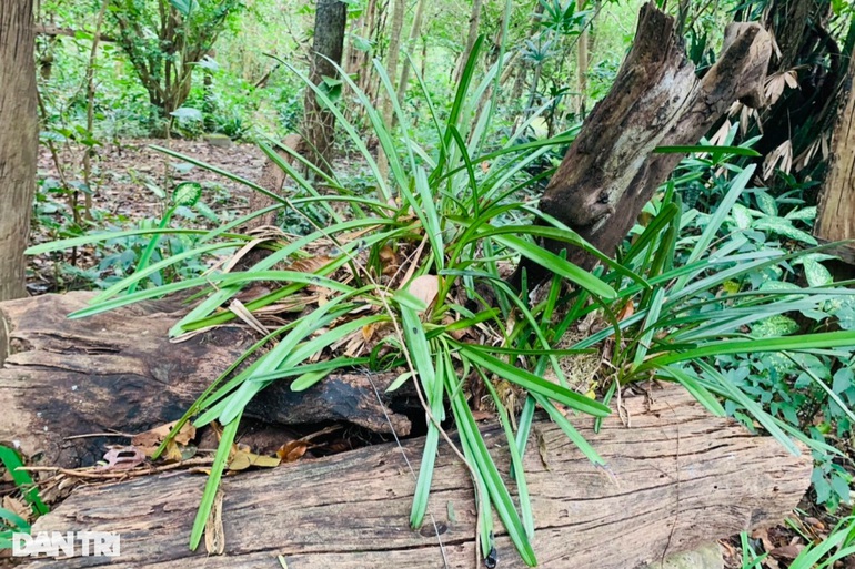 Tận mắt vườn lan rừng lớn nhất Việt Nam, với 200 loại