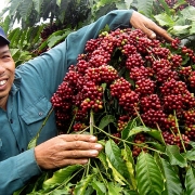 Xuất khẩu cà phê Việt Nam sẽ bứt tốc trong năm 2022?
