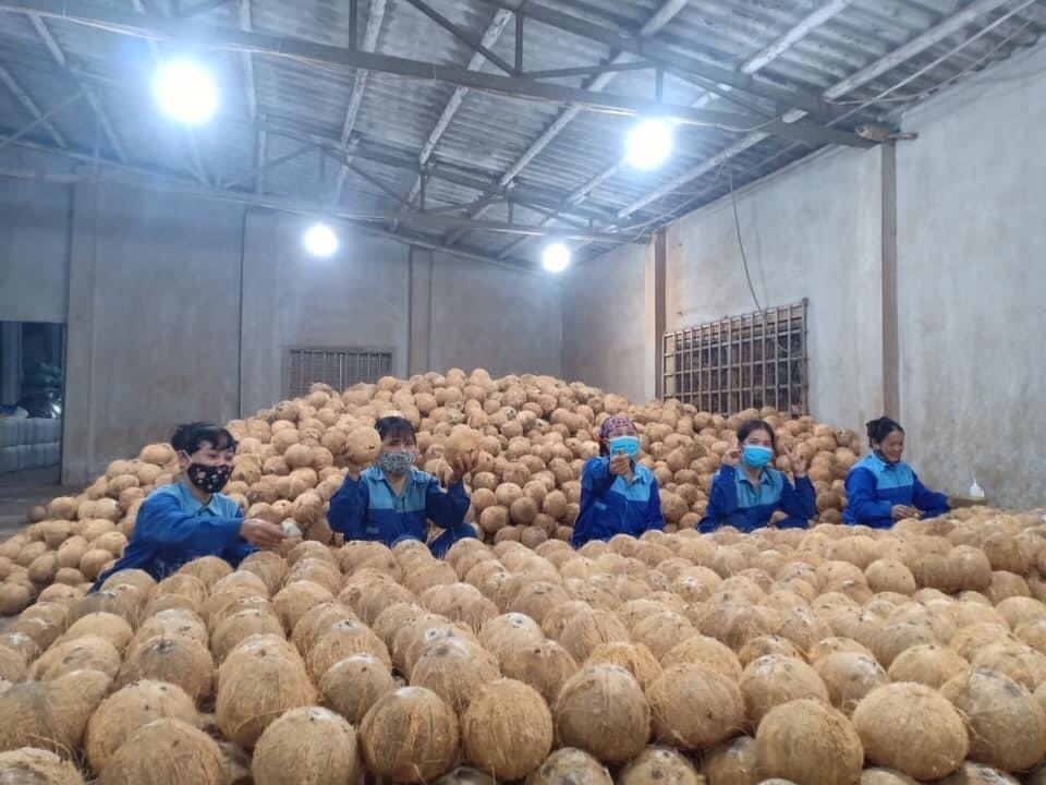 Chú trọng tìm kiếm thị trường đầu ra giá tốt cho trái dừa Bến Tre