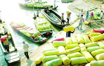 khan truong thu mua lua gao chi la giai phap tinh the