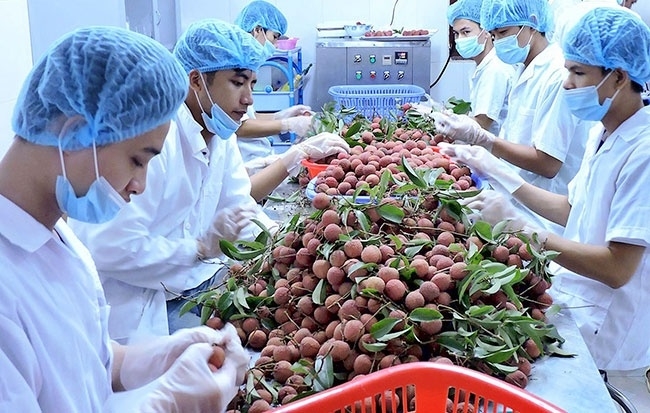 evfta  co hoi day manh xuat khau nong san mot cach ben vung
