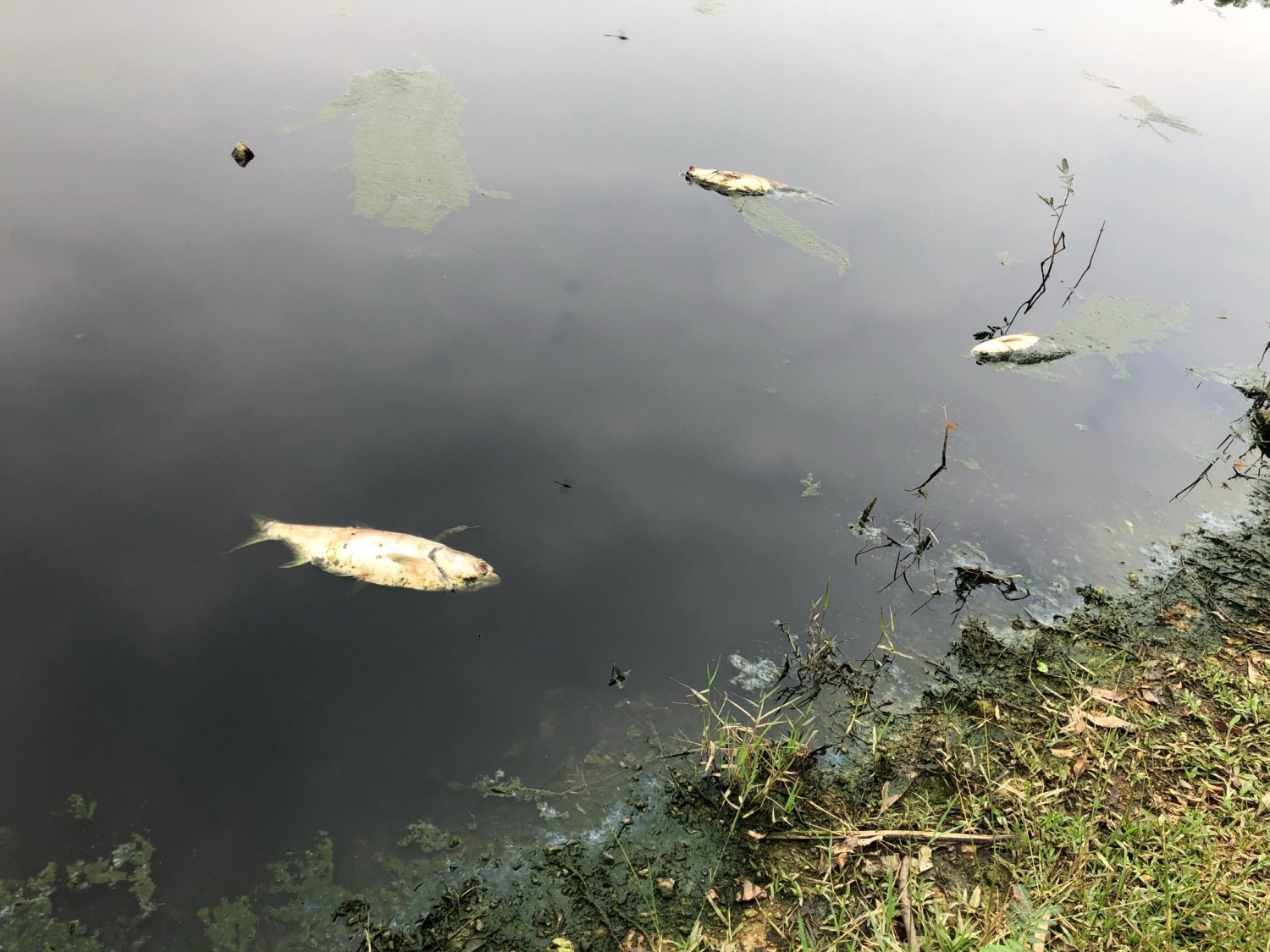 Phú Thọ: Cá chết trắng hồ do chất thải của công ty chăn nuôi gia cầm
