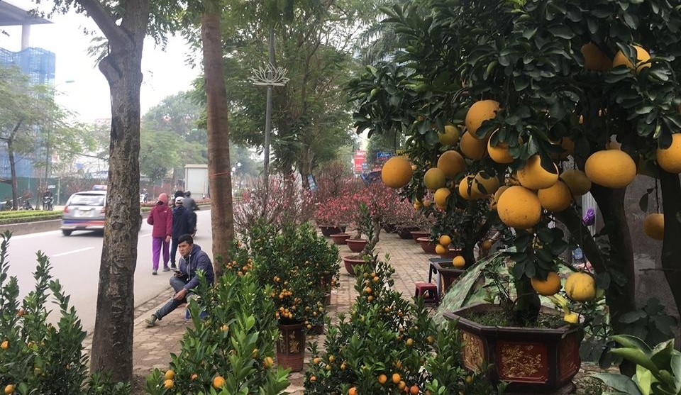 Hà Nội: Miễn phí tiền mặt bằng cho các hộ bán hoa, cây cảnh dịp Tết Nguyên đán
