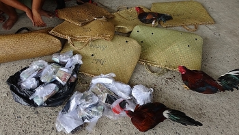 Tây Ninh: Triệt phá tụ điểm đá gà trong vườn nhãn
