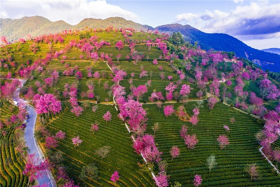 Phong cảnh hoa anh đào nở rộ đẹp như tranh vẽ ở tỉnh Vân Nam ...