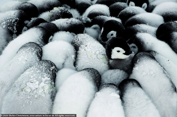 Cuộc sống của những chú chim cánh cụt ở vùng đất khắc nghiệt nhất thế giới
