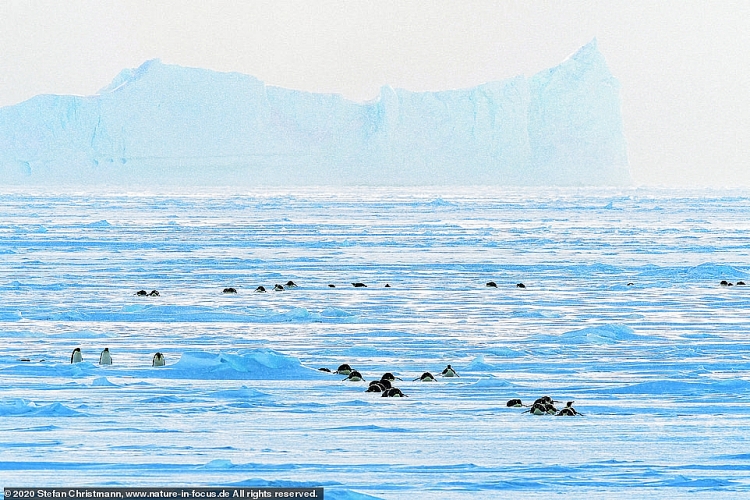 Cuộc sống của những chú chim cánh cụt ở vùng đất khắc nghiệt nhất thế giới