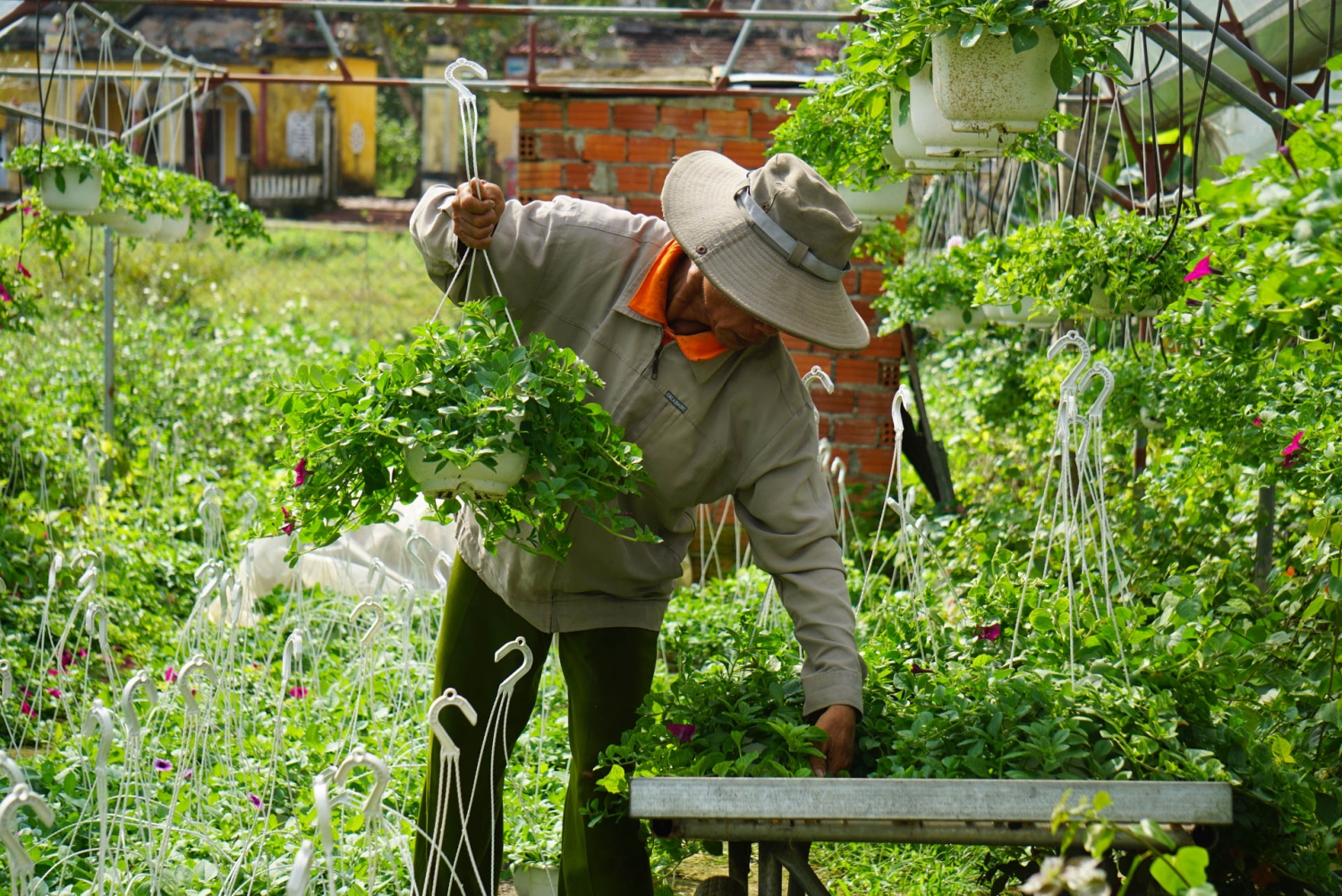 Nông dân vùng trồng hoa Đà Nẵng thấp thỏm chờ thương lái Nông dân vùng trồng hoa Đà Nẵng thấp thỏm chờ thương lái