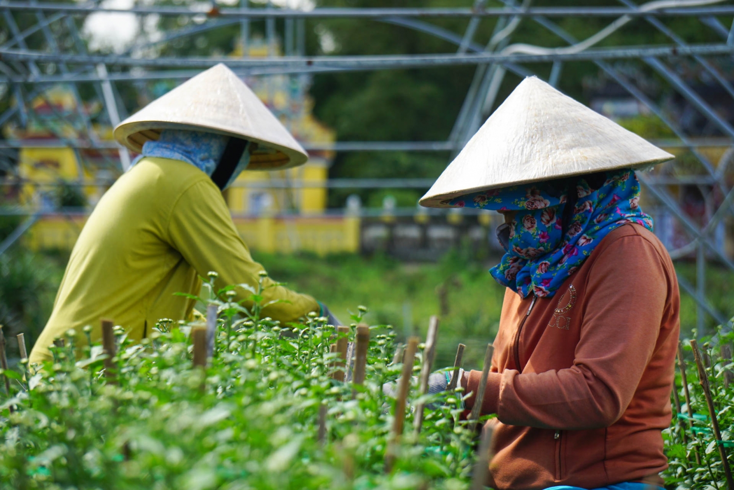 Nông dân vùng trồng hoa Đà Nẵng thấp thỏm chờ thương lái Nông dân vùng trồng hoa Đà Nẵng thấp thỏm chờ thương lái