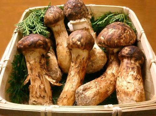 Vài chục triệu đồng một kg nấm matsutake Vài chục triệu đồng một kg nấm matsutake