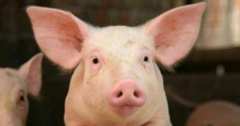 Giá lợn xuống thấp: Khách mua mừng vui, người nuôi "ốm đòn"