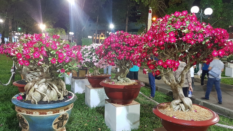 Ngắm kỳ hoa dị thảo ở Hội hoa xuân Tao Đàn ngam ky hoa di thao o hoi hoa xuan tao dan