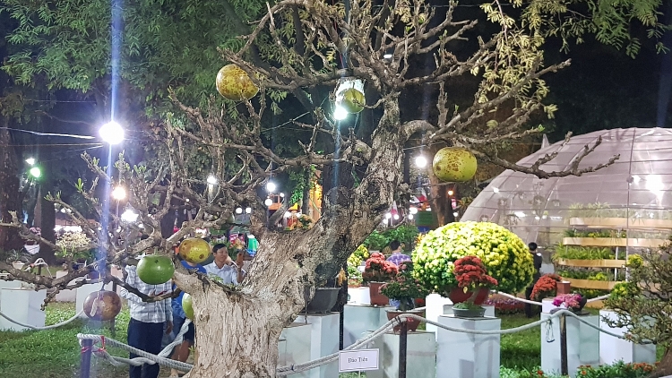 Ngắm kỳ hoa dị thảo ở Hội hoa xuân Tao Đàn ngam ky hoa di thao o hoi hoa xuan tao dan