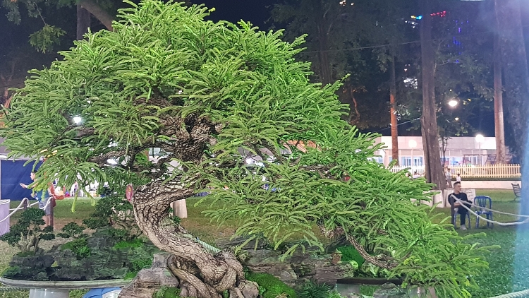 Ngắm kỳ hoa dị thảo ở Hội hoa xuân Tao Đàn ngam ky hoa di thao o hoi hoa xuan tao dan