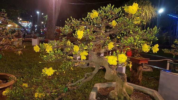 Ngắm kỳ hoa dị thảo ở Hội hoa xuân Tao Đàn ngam ky hoa di thao o hoi hoa xuan tao dan