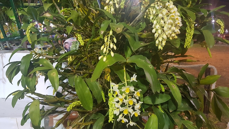 Ngắm kỳ hoa dị thảo ở Hội hoa xuân Tao Đàn ngam ky hoa di thao o hoi hoa xuan tao dan