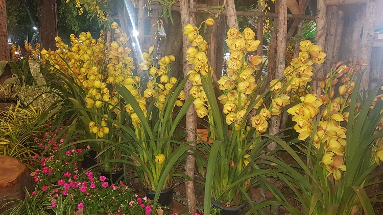Ngắm kỳ hoa dị thảo ở Hội hoa xuân Tao Đàn ngam ky hoa di thao o hoi hoa xuan tao dan