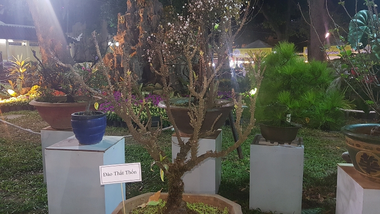 Ngắm kỳ hoa dị thảo ở Hội hoa xuân Tao Đàn ngam ky hoa di thao o hoi hoa xuan tao dan