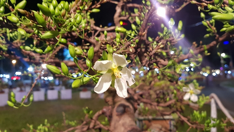 Ngắm kỳ hoa dị thảo ở Hội hoa xuân Tao Đàn ngam ky hoa di thao o hoi hoa xuan tao dan