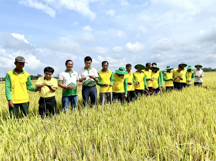 Phân bón Cà Mau: Lợi ích từ mô hình trình diễn ứng dụng công nghệ cao trong sản xuất lúa