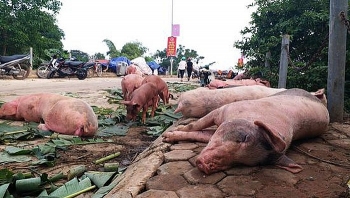 Ăn thịt lợn mắc dịch tả lợn châu Phi có làm sao?